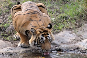 Jaipurista: Jaipur: Ranthambore Tour with Cab