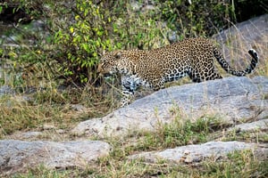 Jaipur: Guidet tur i Jhalana Amagarh Leopard Safari Park