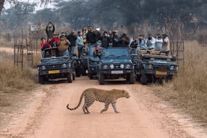 Jaipur: Jhalana/Amargarh Leopard Safari -yksityiskierros