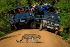 Jaipur: Jhalana Amagarhin leopardisafariretkikohde