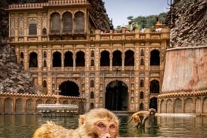 Jaipur sightseeingtur med abetemplet (Galta ji-templet)