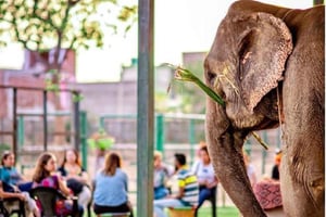 Jaipur: tour panoramico + a piedi + gastronomico + attività con gli elefanti