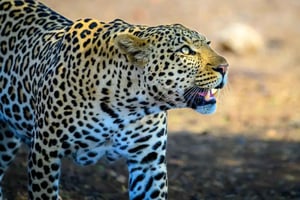 Jhalana Leopard Safari with Jaipur : Best Rajasthan Day Tour