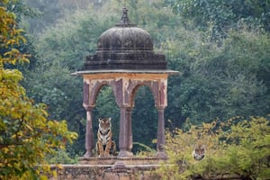 Ranthambore nasjonalpark: Canter-safaribillett med henting
