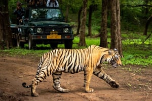 Ranthambore nasjonalpark: Jeep- eller Canter-safari