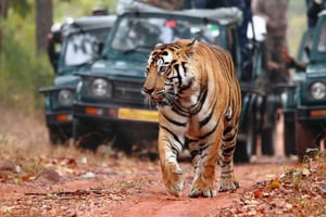 Safari della tigre di Ranthambore con tour della tringa d'oro 7 giorni