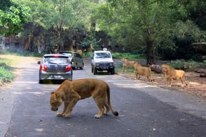From Jakarta: Private Taman Safari Day Tour