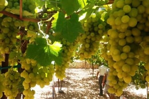 Privat tur till vingårdar i centrala Israel