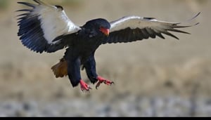 Kruger National Park