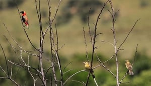 Step off Joburg's Urban Pavement...