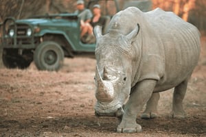 2-dagers safari på Sabi Sands Big Five fra Johannesburg