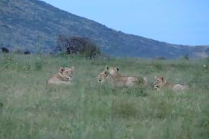 4-daagse Pilanesberg Tlou Tented Safari