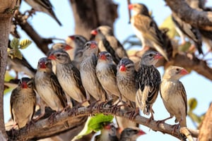 ケープタウン発：クルーガー国立公園 2 日間サファリ ツアー