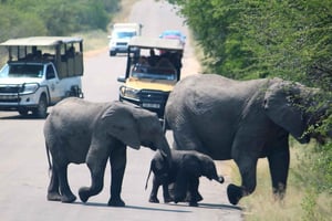 Da Johannesburg: safari di 2 giorni nel Parco Nazionale Kruger