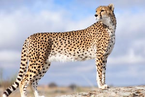 Von Johannesburg aus: Cheetah Tour