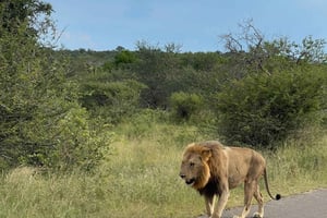 ヨハネスブルグ発 : クルーガー国立公園 2 日間 BIG 5 サファリ