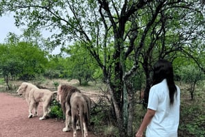 From Johannesburg: Majestic Lion Walk Experience