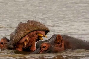 Йоханнесбург: 10-дневный тур по водопаду Виктория и Дороге садов