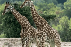 Joanesburgo: Safari de 2 dias no Kruger Big 5 Luxury Lodge Fly-In