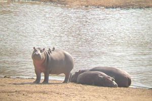 Johannesburg: Dinokeng-Safari mit Abholung