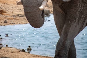 Johannesburg: Dinokeng Resort 2-Day Safari Tour