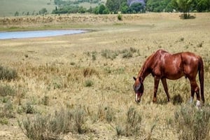 Reiten in Johannesburg: Rücktransfer inklusive Lanseria
