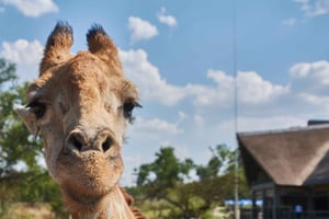 Joanesburgo: Tour guiado pelo Lion and Safari Park