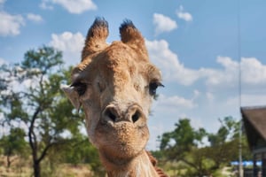 Йоханнесбург: экскурсия в парк львов и сафари