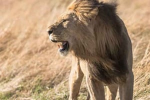 Johannesburg Lion & Safari Park TRANSFER & ENTRANCE INCLUDED