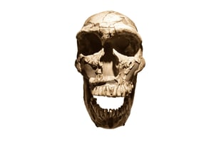 Journey to the Cradle of Humankind