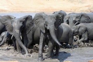 Krüger National Park: 3 Tage Safari Tour