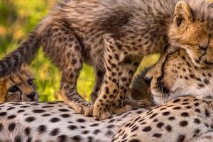 Kruger Nationalpark: Safari- og panoramarute