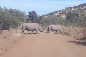 Kruger nasjonalpark tur 4 dager-3 netter (åpent safarikjøretøy)