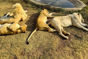 løvepark: Safari-eventyr