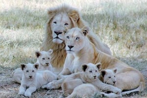 オープン サファリ ビークルで行くライオン パーク ツアー