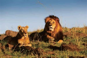Tour por el Lion & Safari Park