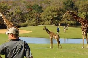 Excursão de vários dias com golfe e safari no Parque Kruger a partir de Joanesburgo
