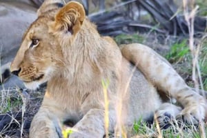 Pilanesberg wildreservaat hele dag op safari