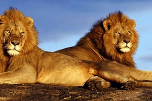 Park Pilanesberg, dom do góry nogami i wioska kulturowa Lesedi