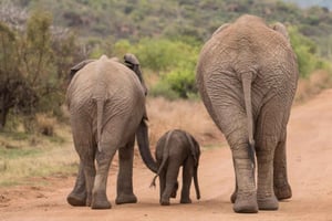 Pilanesberg-natuursafari: begeleide wildtouw