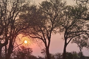 Tour privado de safari: Parque Nacional Pilansberg Big 5