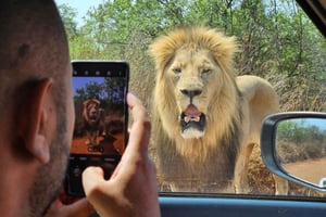 Johannesburg : Safari au parc des rhinocéros et des lions et musée de Maropeng