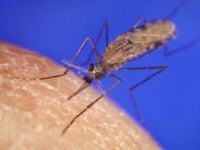 Malaria advice