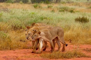 1 dag i Tsavo East National Park, Safari med vilde dyr - Kenya