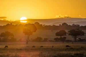 1 netts safari i Maasai Mara