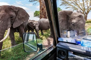 10 päivää Kenia ja Tansania Amazing Wildlife Safari