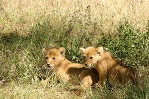 Discover the Beauty of Lake Nakuru 2 Days Mid Range Tour