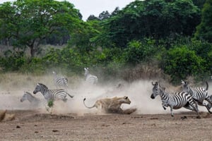 2-dagers safariopplevelse i Masai Mara nasjonalreservat