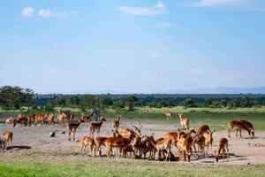 Nairobi National Park: 5-Hour Guided Safari + Free Pick-Up