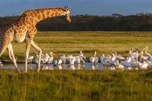 Excursão de 2 dias ao Lago Nakuru, Hell's Gate e Lago Naivasha